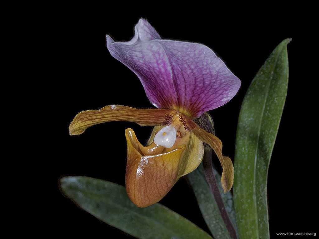 Paphiopedilum charlesworthii