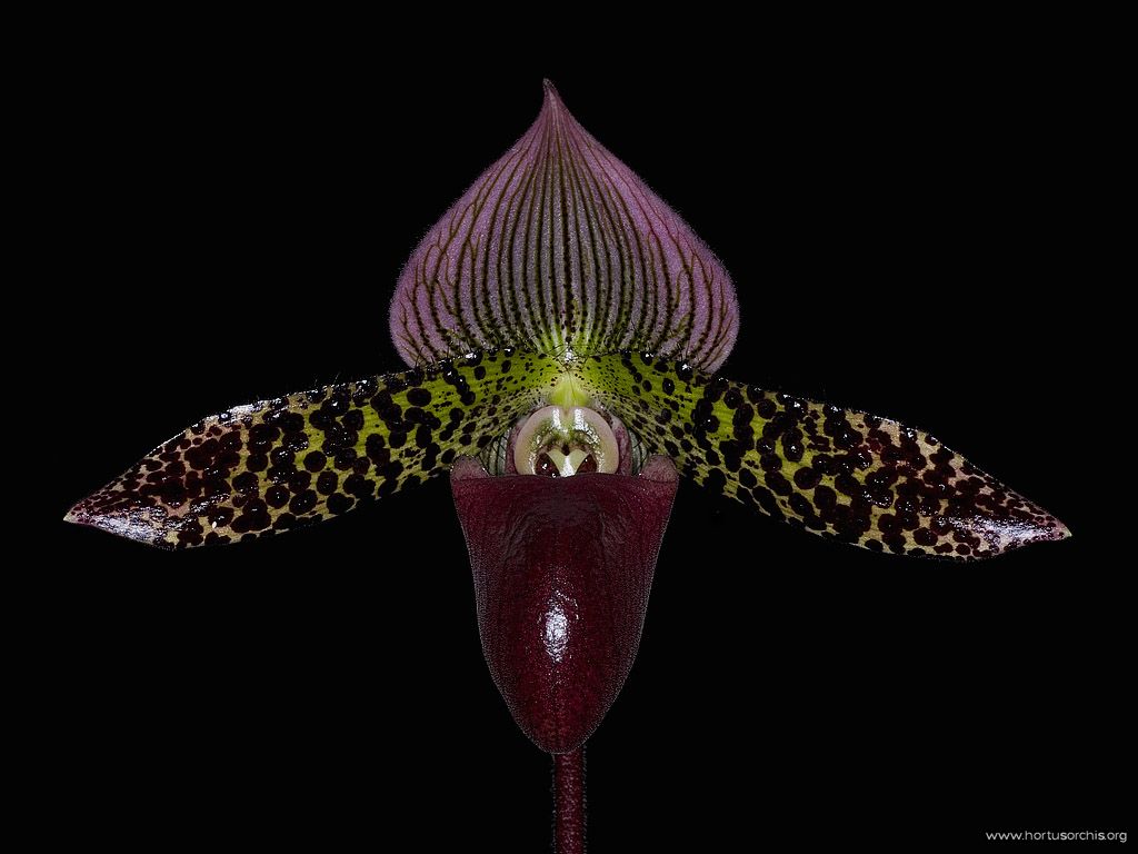 Paphiopedilum ciliolare