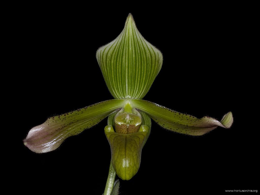 Paphiopedilum dayanum