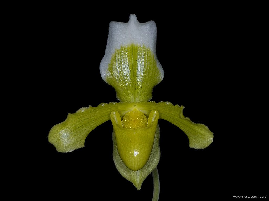 Paphiopedilum insigne