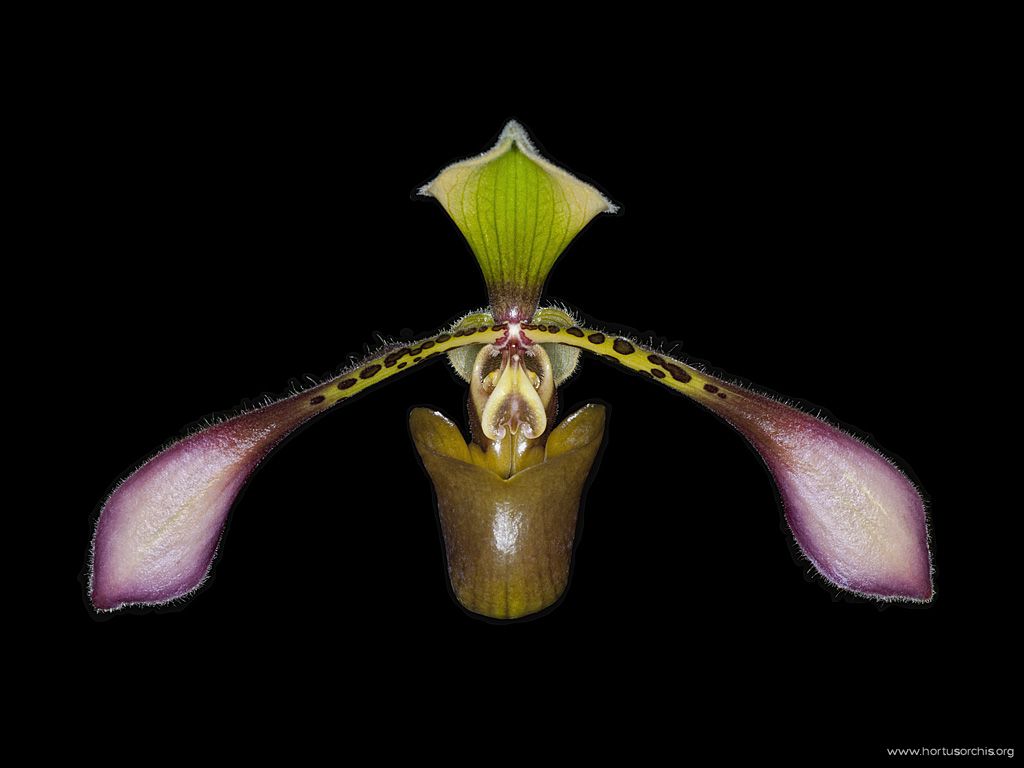 Paphiopedilum lowii