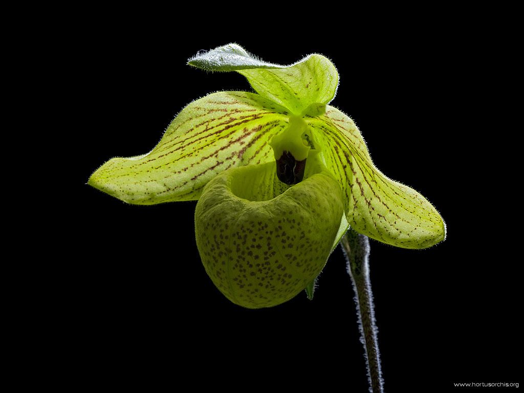 Paphiopedilum malipoense