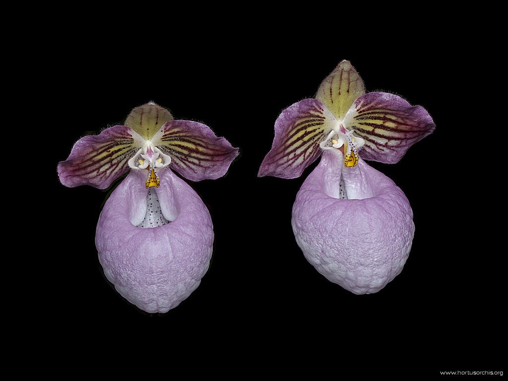 Paphiopedilum micranthum