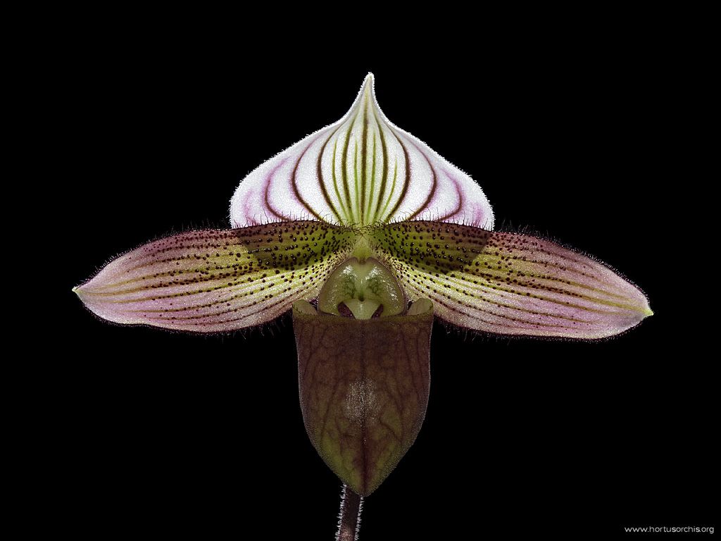 Paphiopedilum purpuratum 2