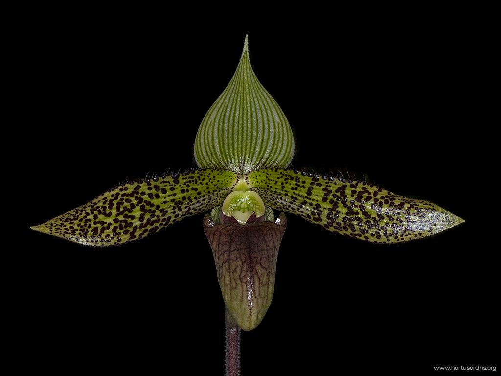 Paphiopedilum sukhakulii