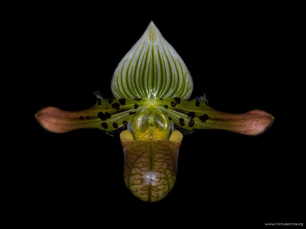 Paphiopedilum venustum