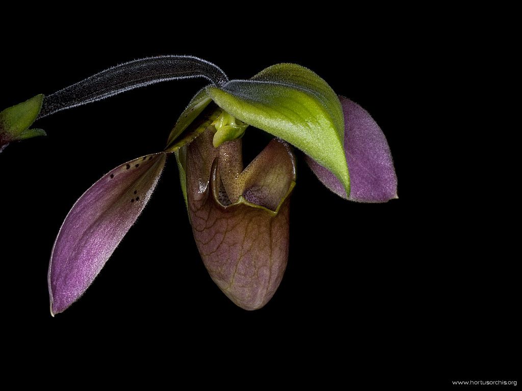 Paphiopedilum wolterianum