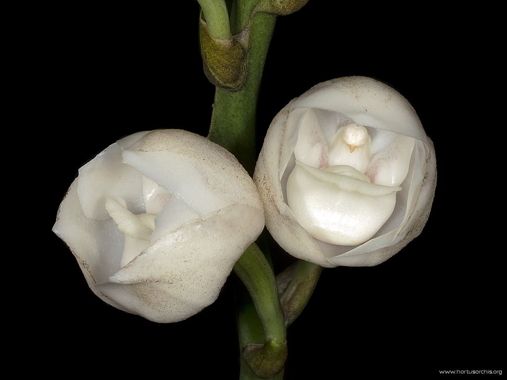 Peristeria elata