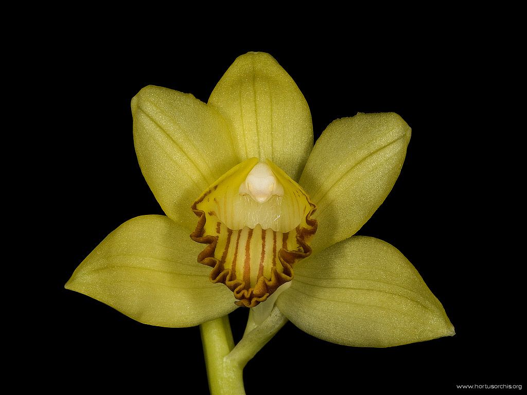 Phaius flavus