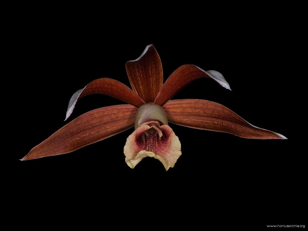 Phaius tankervilleae