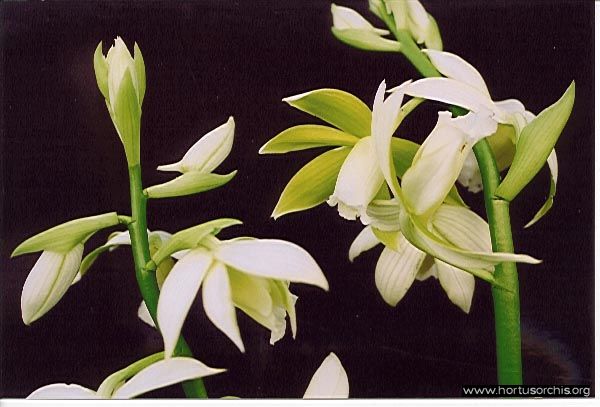 b_0_0_0_10_images_stories_foto-specie-botaniche_P-Z_Phaius_tankervilleae_alba.jpg