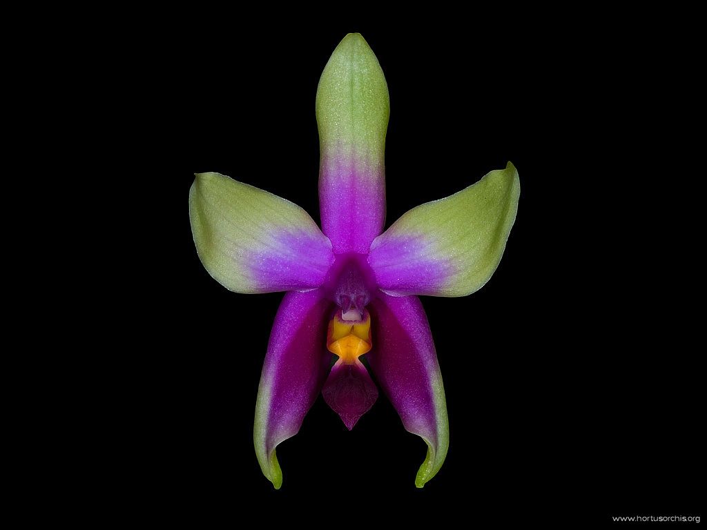 Phalaenopsis bellina