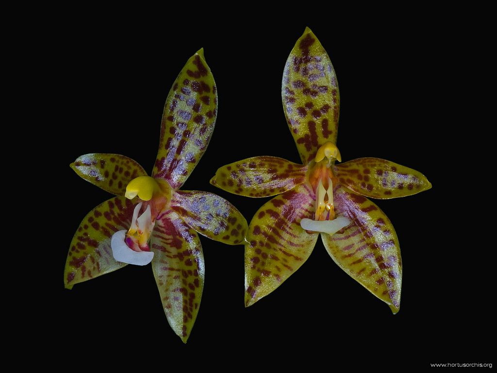 Phalaenopsis cornu-cervi