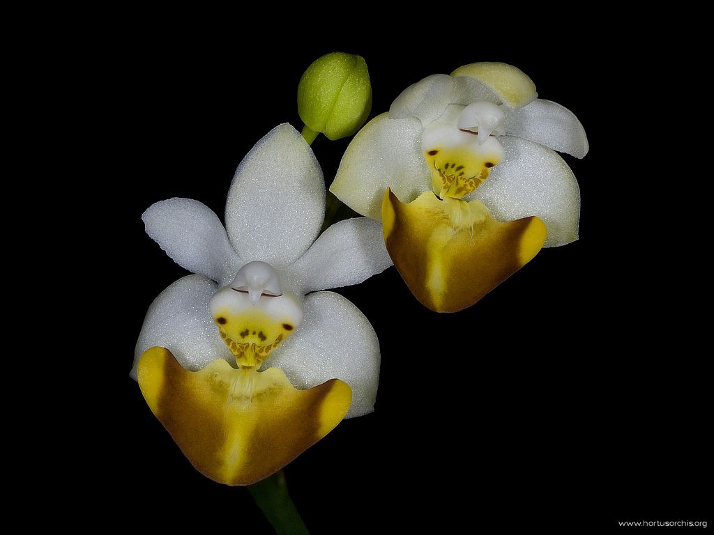 Phalaenopsis lobbii