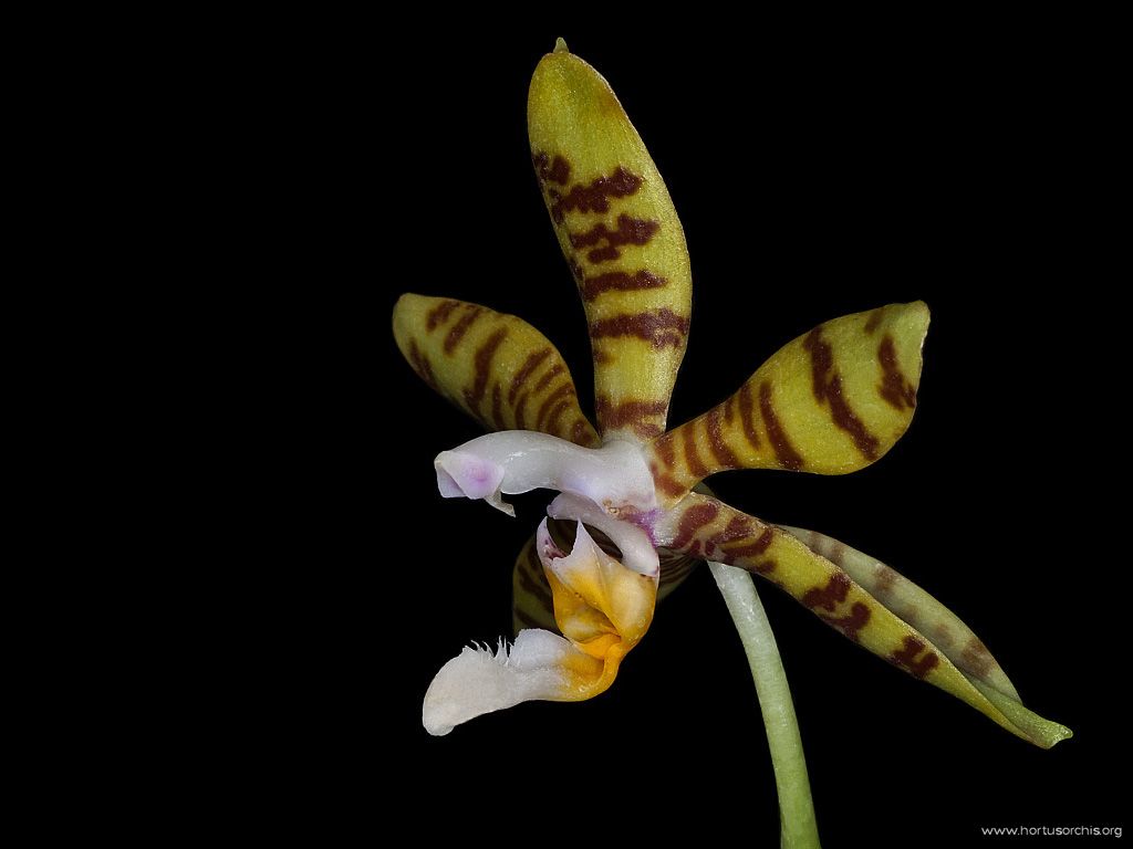 Phalaenopsis lueddemanniana