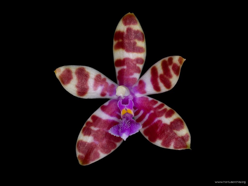 Phalaenopsis mariae