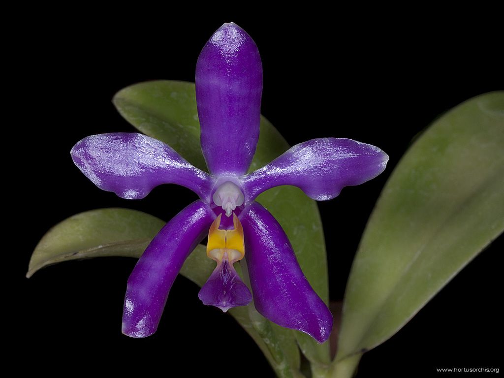 Phalaenopsis pulchra