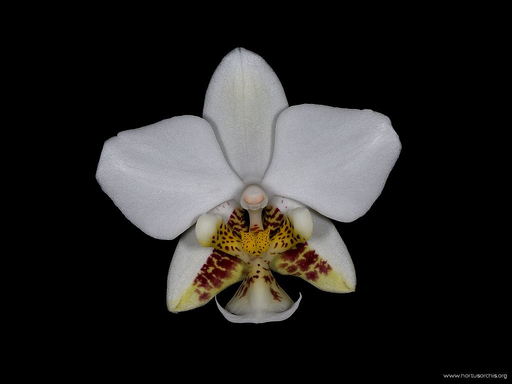 Phalaenopsis stuartiana