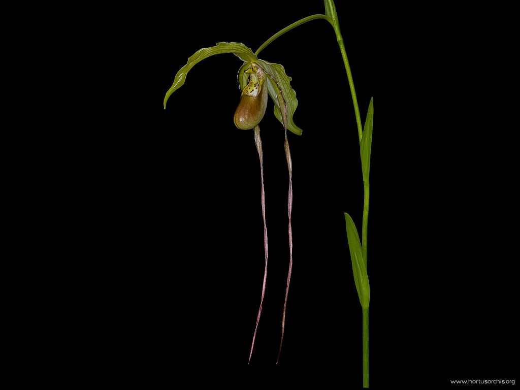 Phragmipedium caudatum