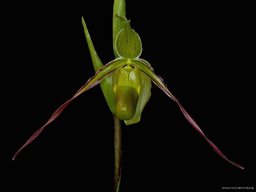 Phragmipedium longifolium