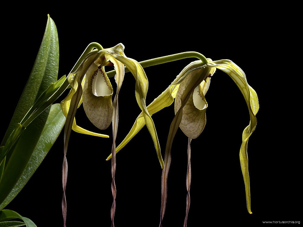 Phragmipedium wallisii