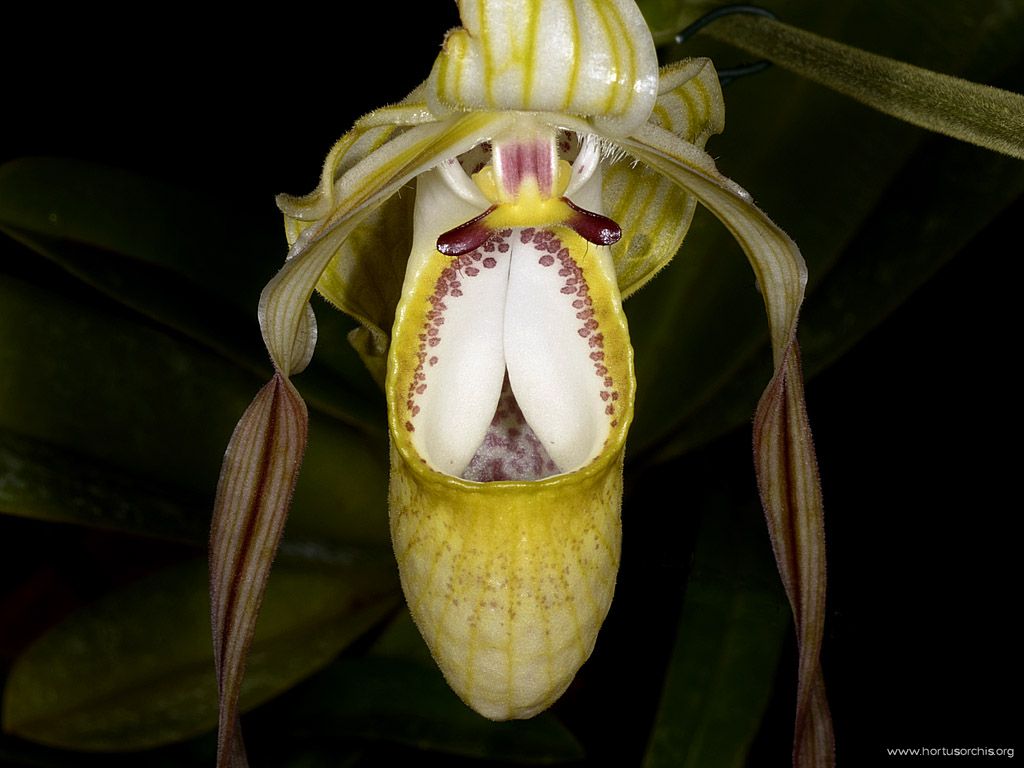 Phragmipedium wallisii 2