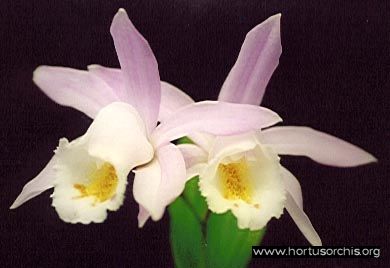 b_0_0_0_10_images_stories_foto-specie-botaniche_P-Z_Pleione_Hookeriana.jpg