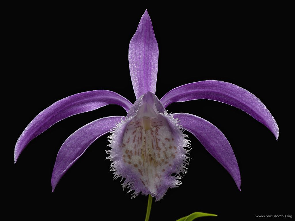 Pleione formosana