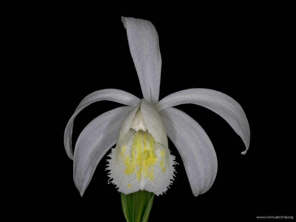 Pleione formosana nivea