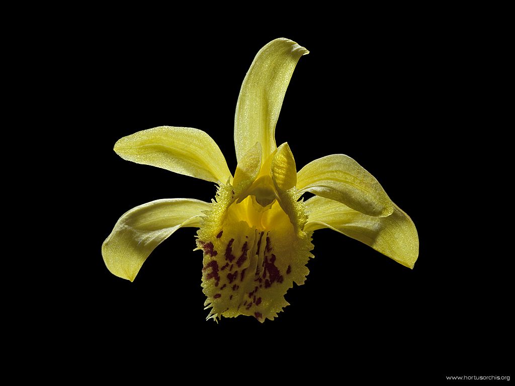 Pleione forrestii