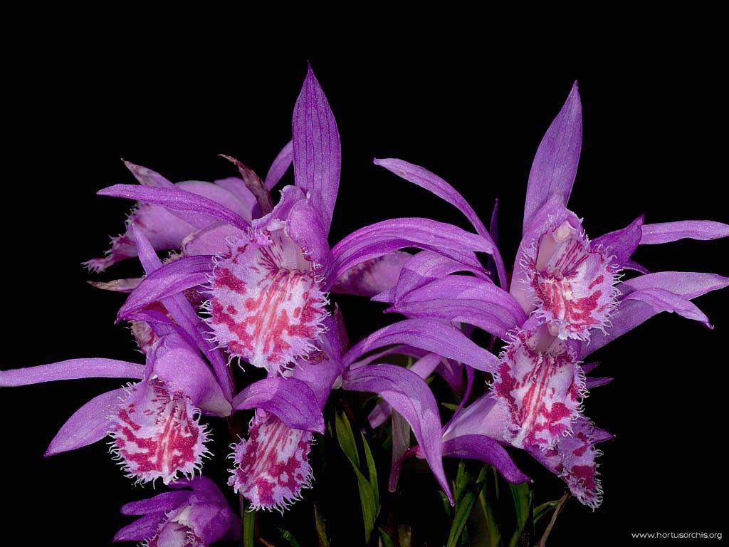 Pleione limprichtii