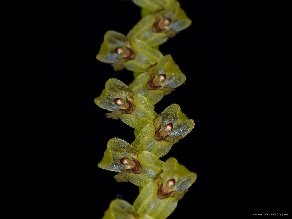 Pleurothallis jamesonii