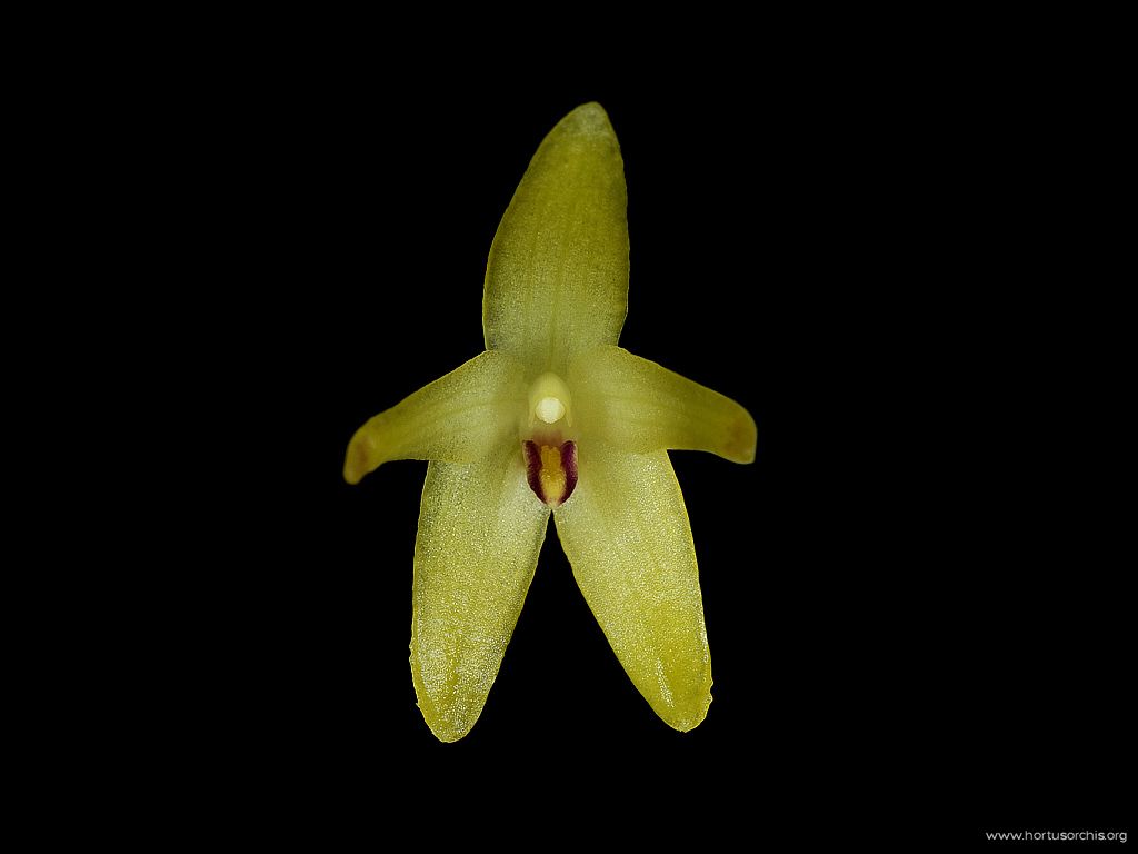 Pleurothallis ramentacea