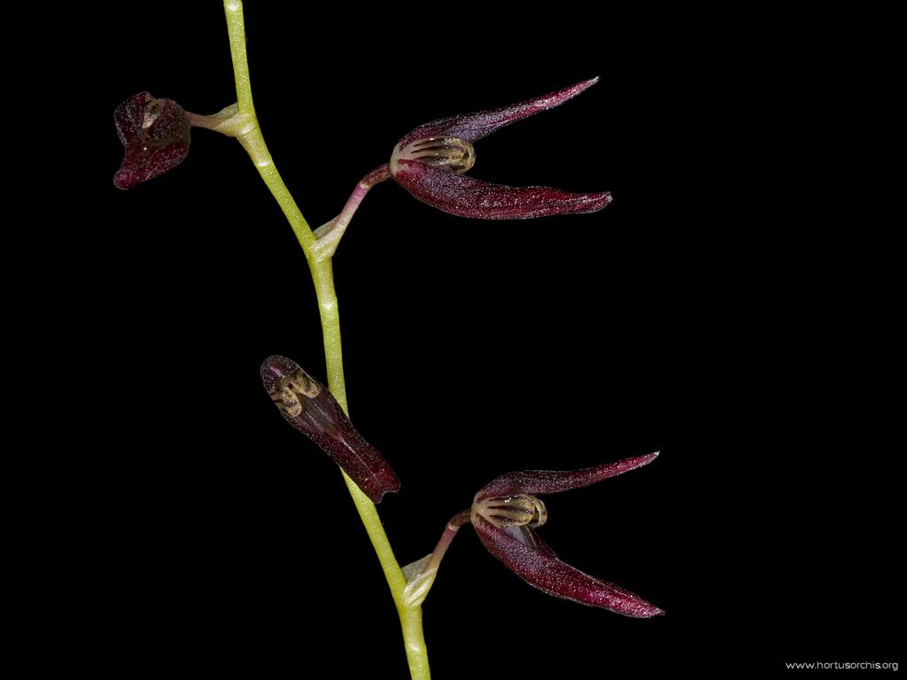 Pleurothallis restrepioides