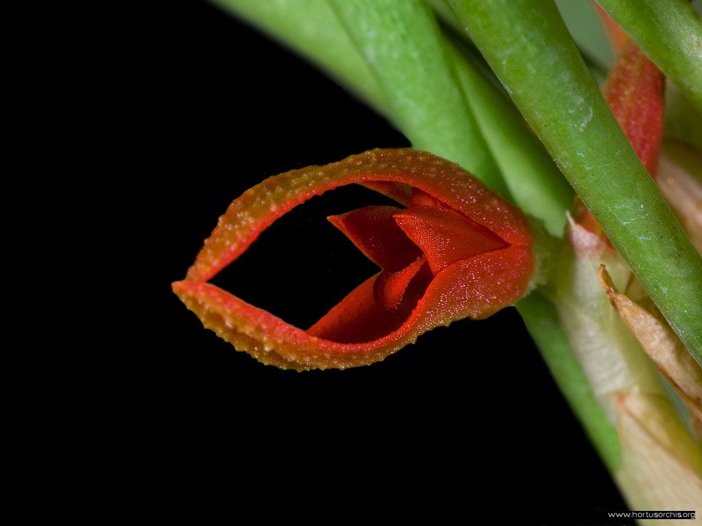 Pleurothallis tribuloides