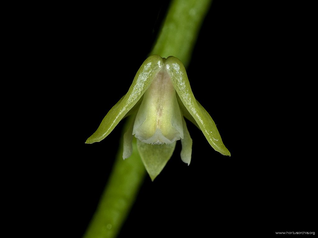 Polystachya foliosa