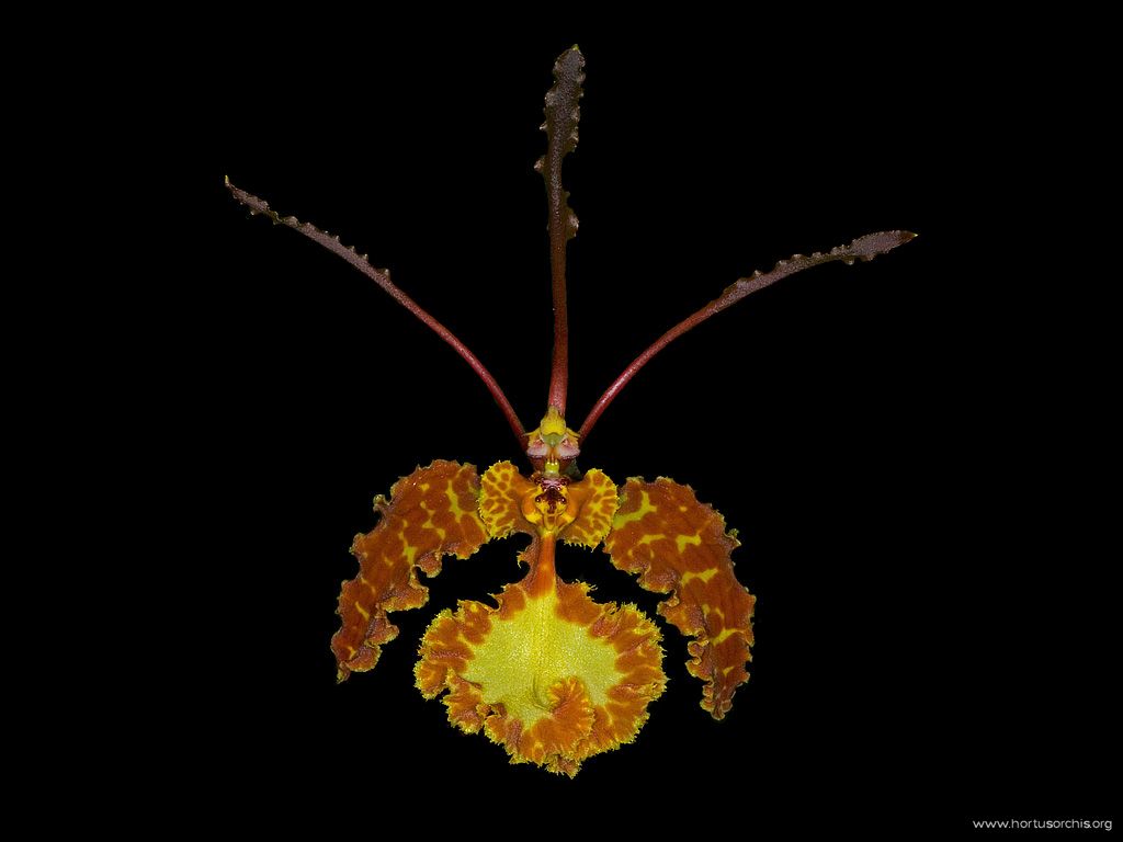 Psychopsis krameriana