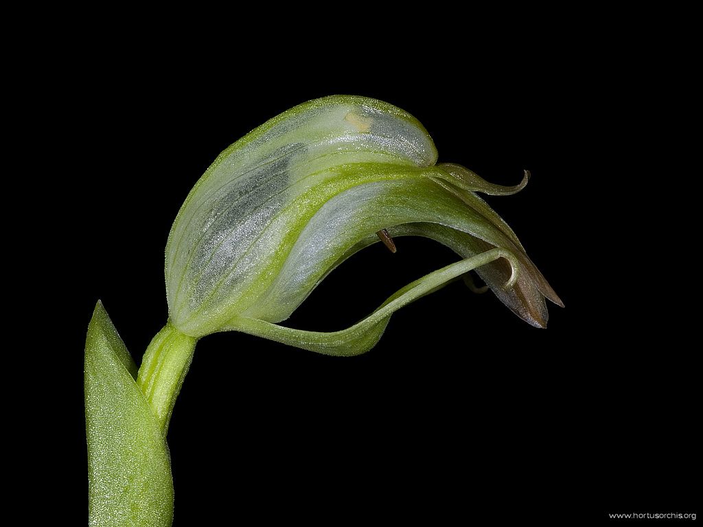 Pterostylis nutans