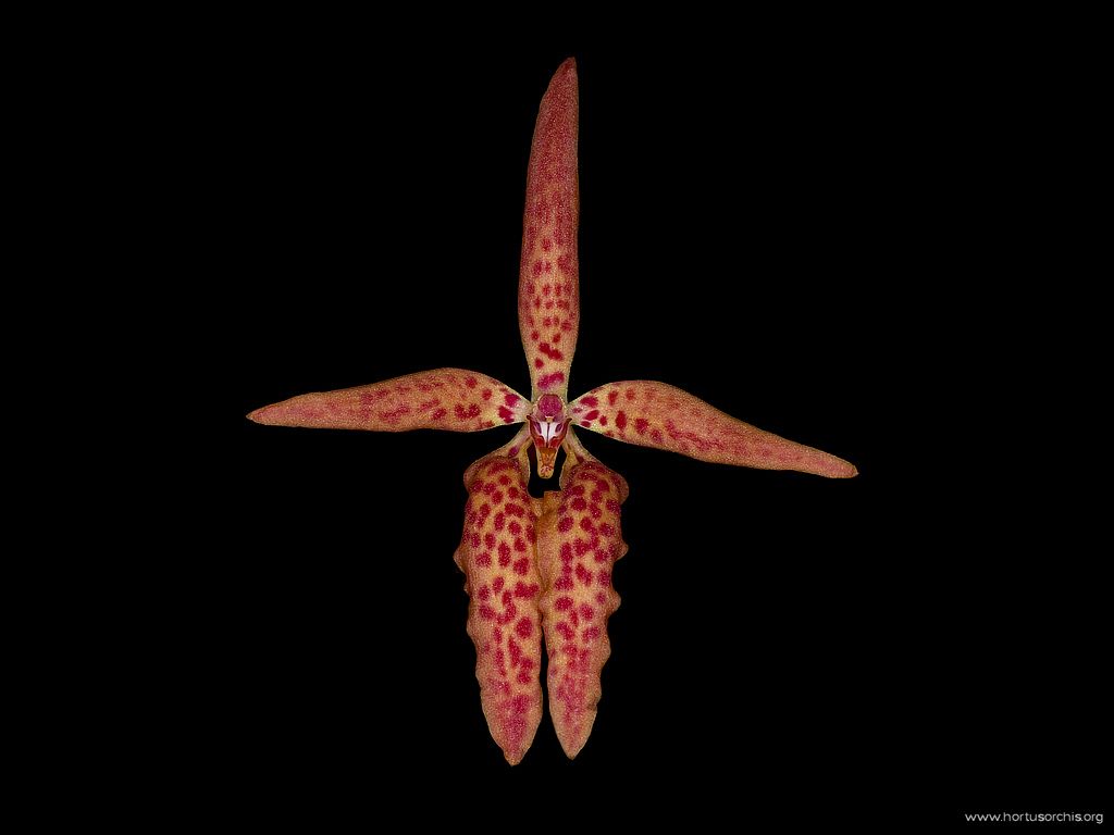 Renanthera matutina