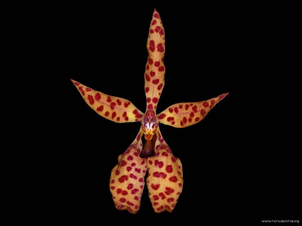 Renanthera monachica