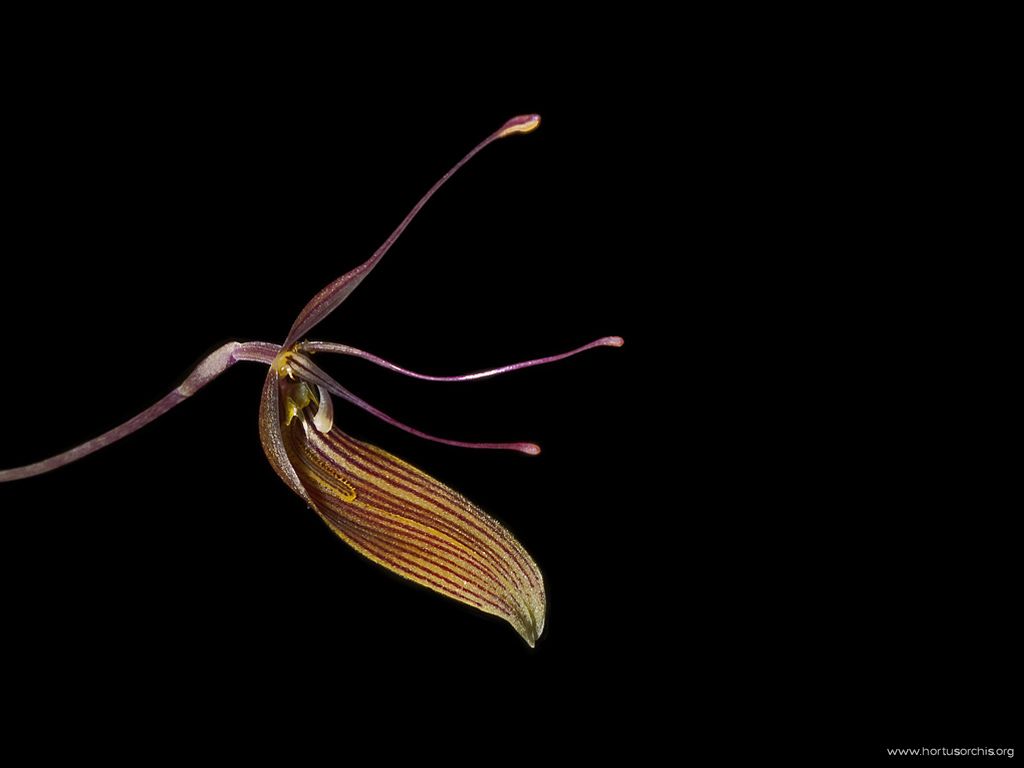 Restrepia antennifera