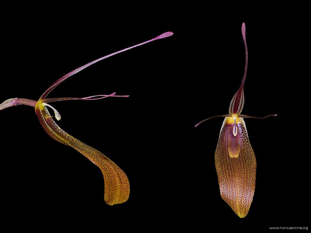 Restrepia elegans