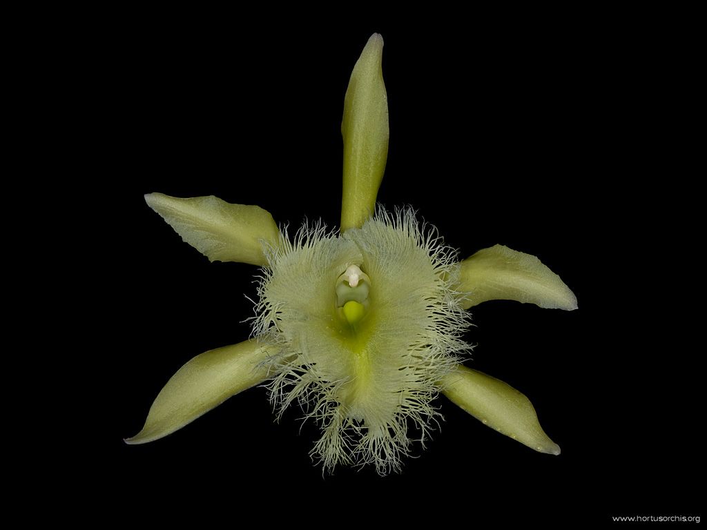 Rhyncholaelia digbyana