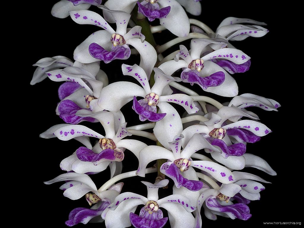 Rhynchostylis gigantea 01