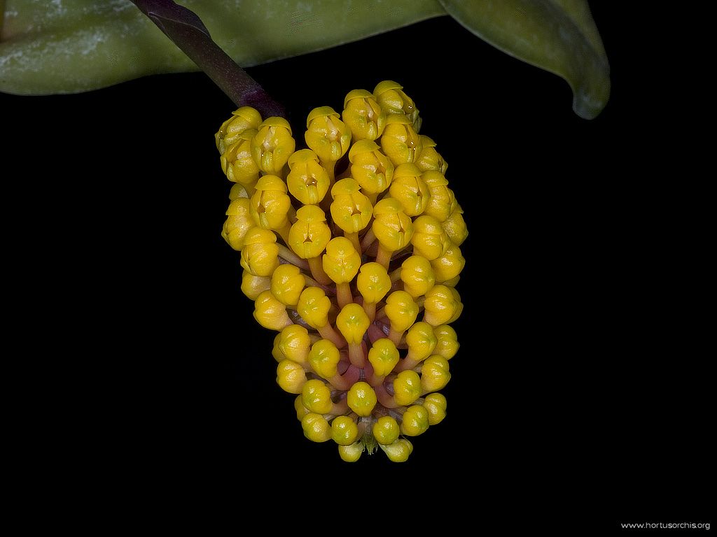 Robiquetia cerina