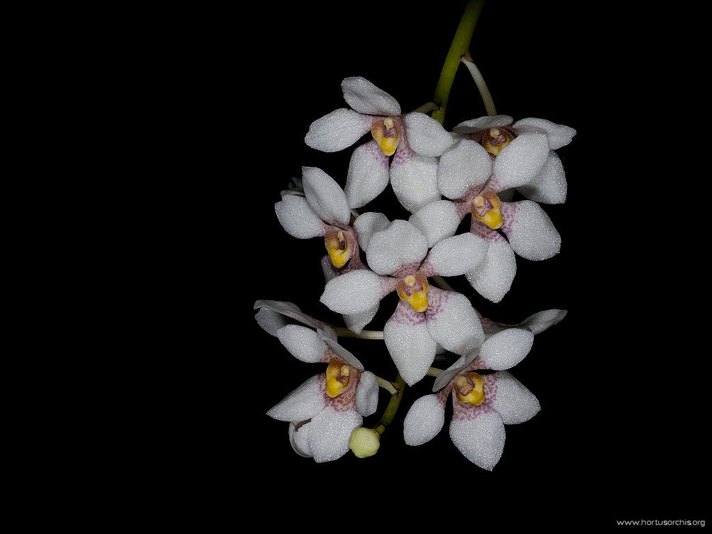 Sarcochilus hartmanii