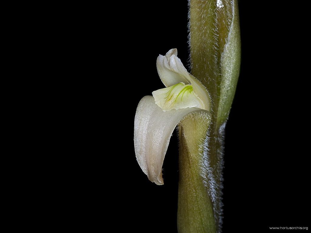 Sarcoglottis grandiflora