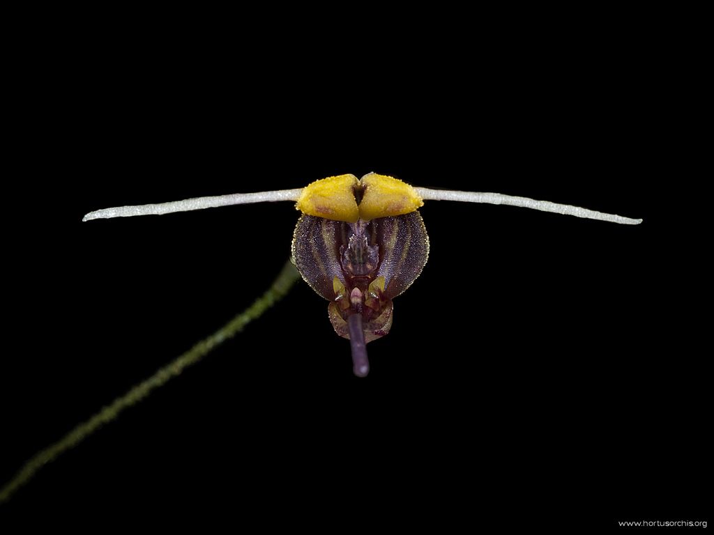 Scaphosepalum merinoi