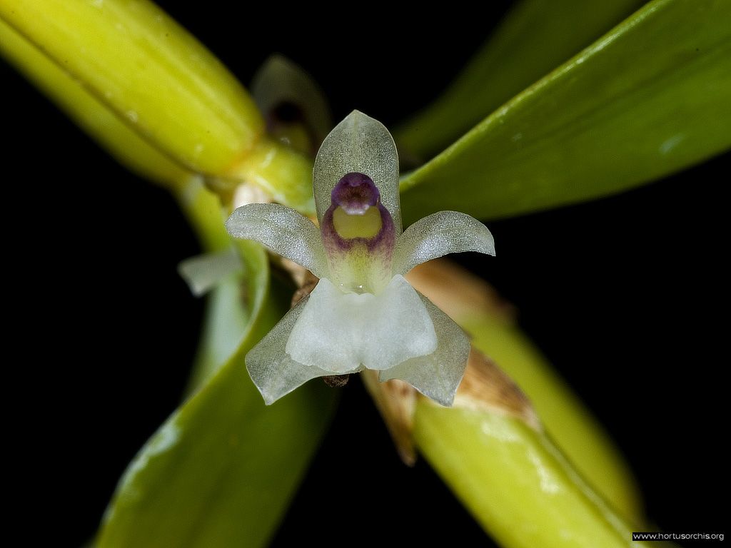 Scaphyglottis confusa