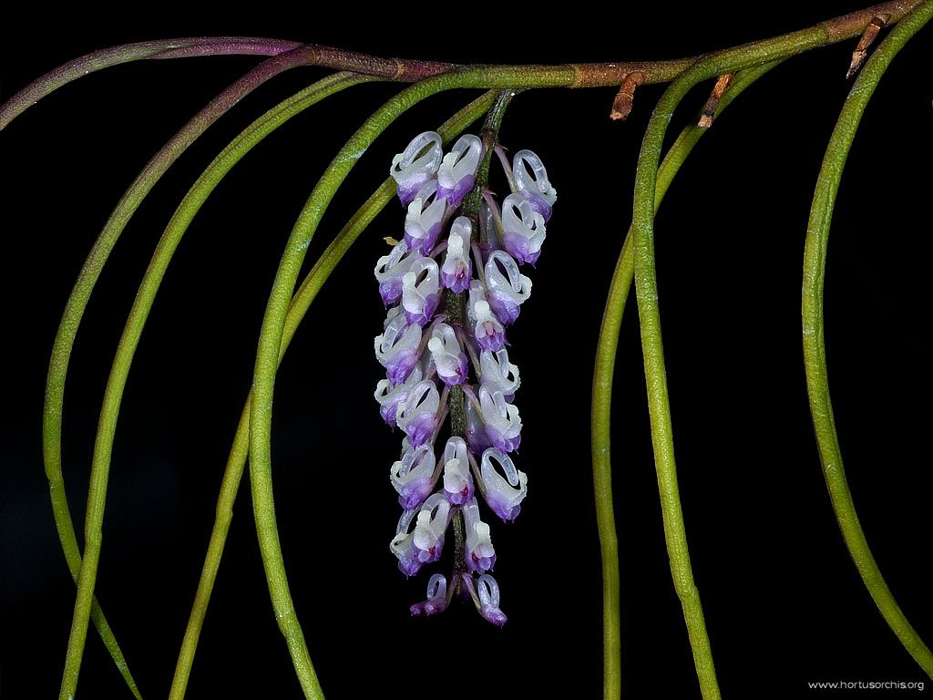 Schoenorchis juncifolia